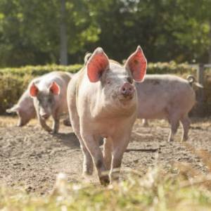 Vier het Weekend van het Varken bij vijfsterren-varkensboer in Eindhoven